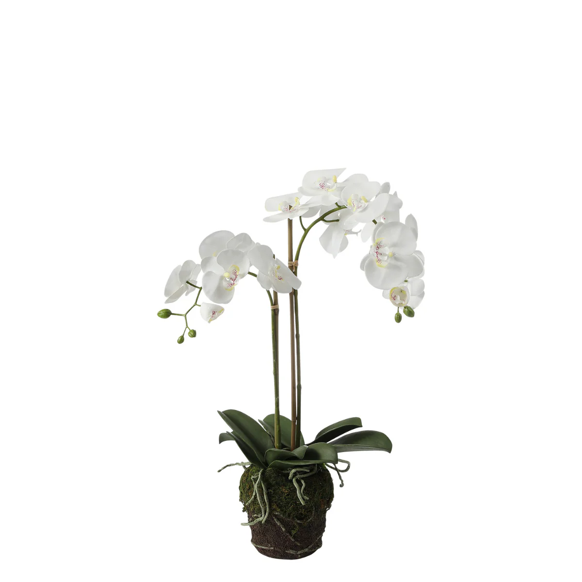 Miniature 1