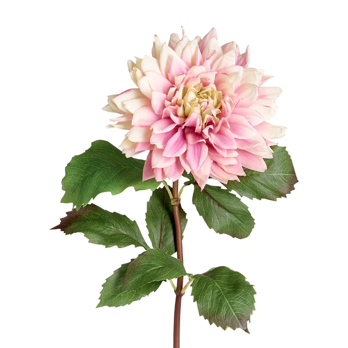 Image du produit 11