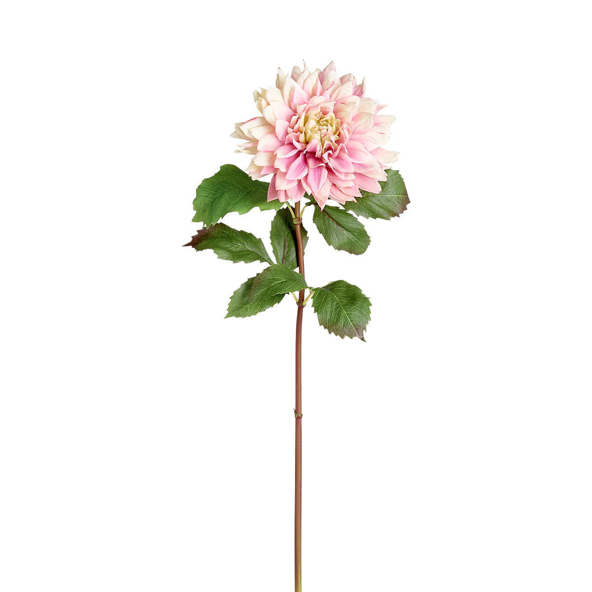 Image du produit 15