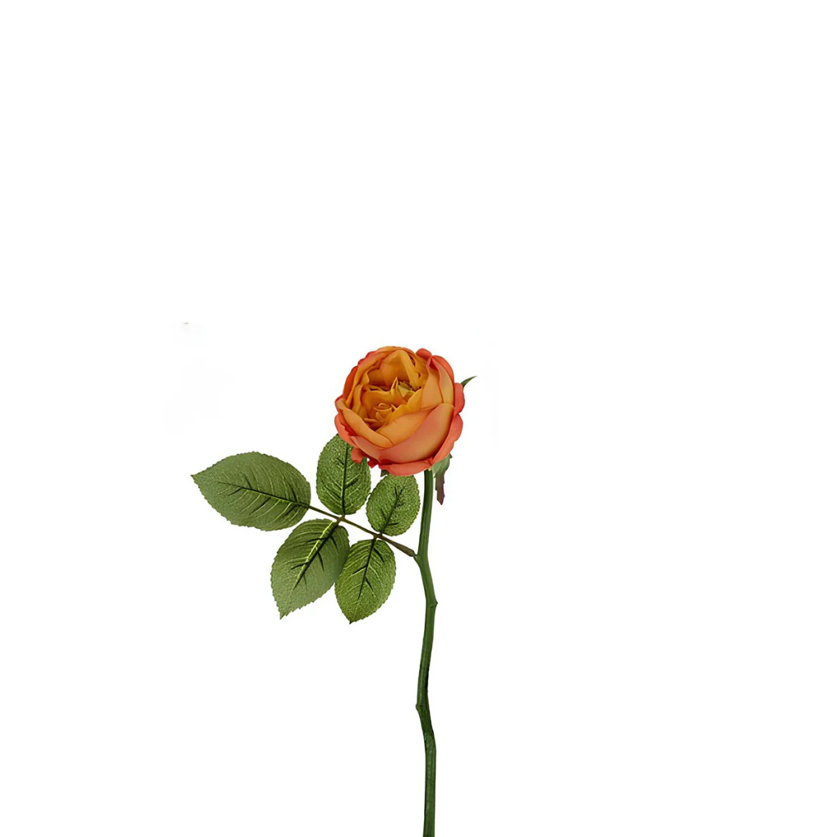 Image du produit 12