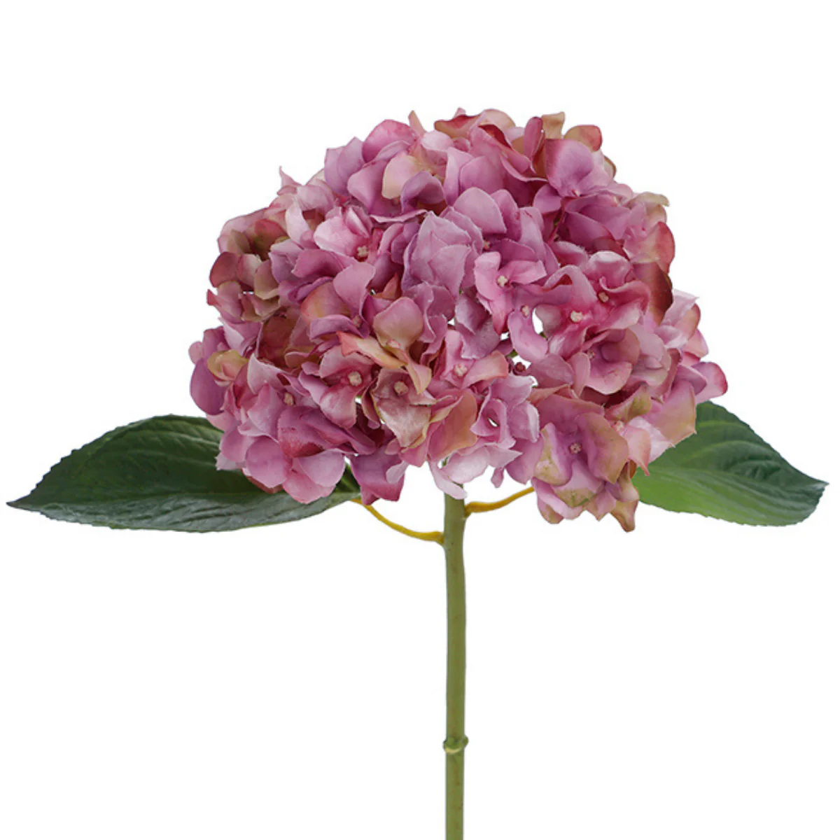 Image du produit 13
