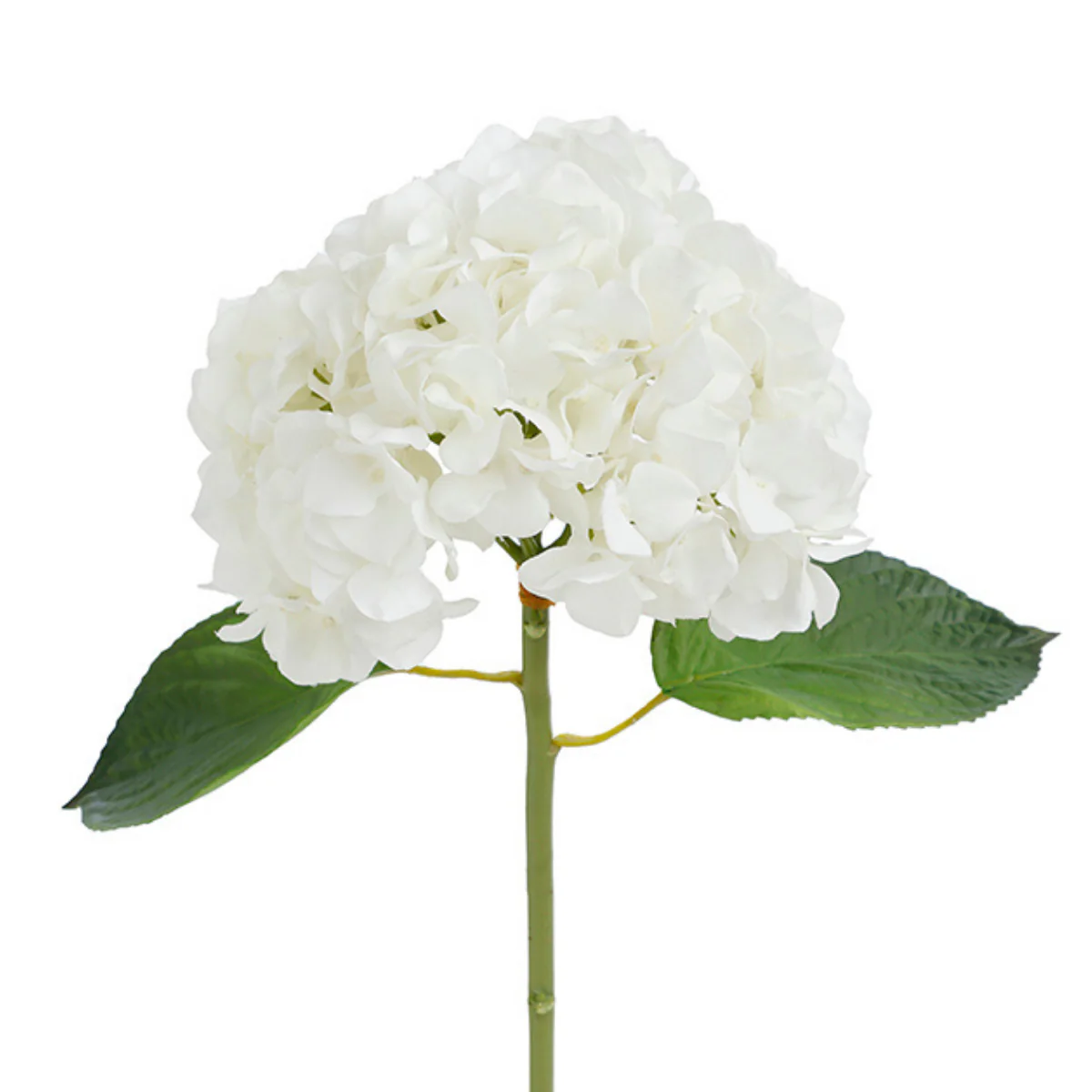 Image du produit 17
