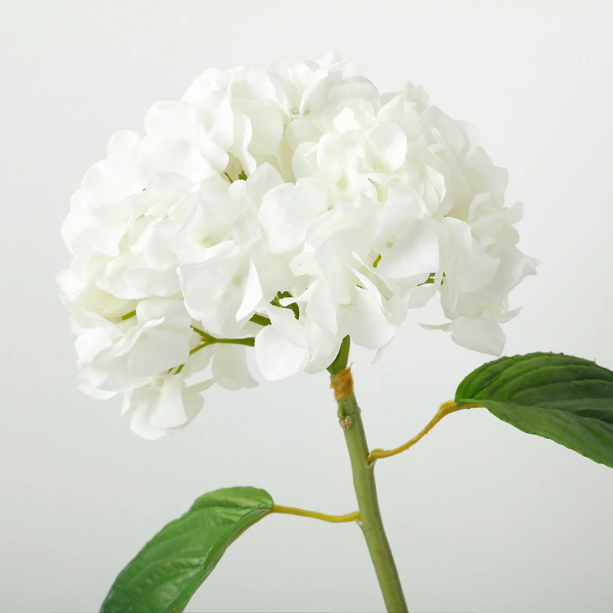 Image du produit 19